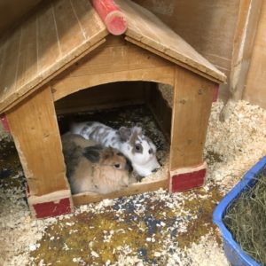 Bunnies (1)