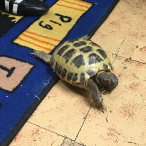 Tortoise