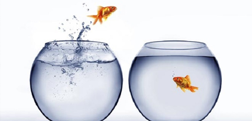 adaptability
