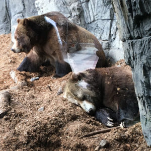 zoo1 zoo1