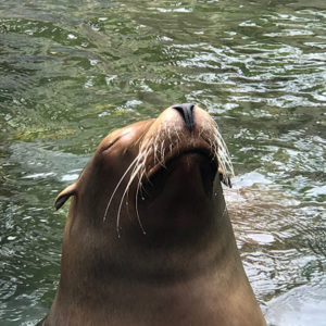 zoo3 zoo3