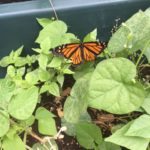 HS Butterfly