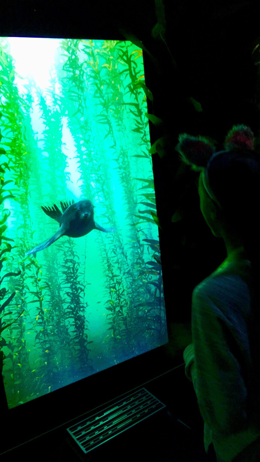 sea lion